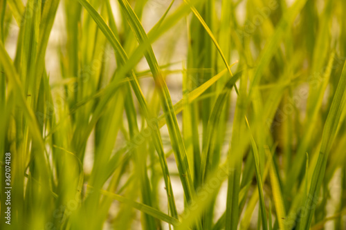 Paddy field at nursery stage