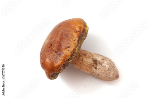 White mushroom with brown hat on white background