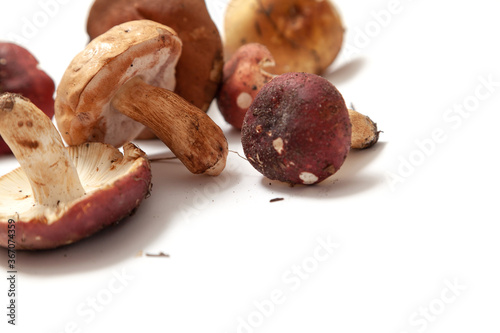 Group of mushrooms russula on white background