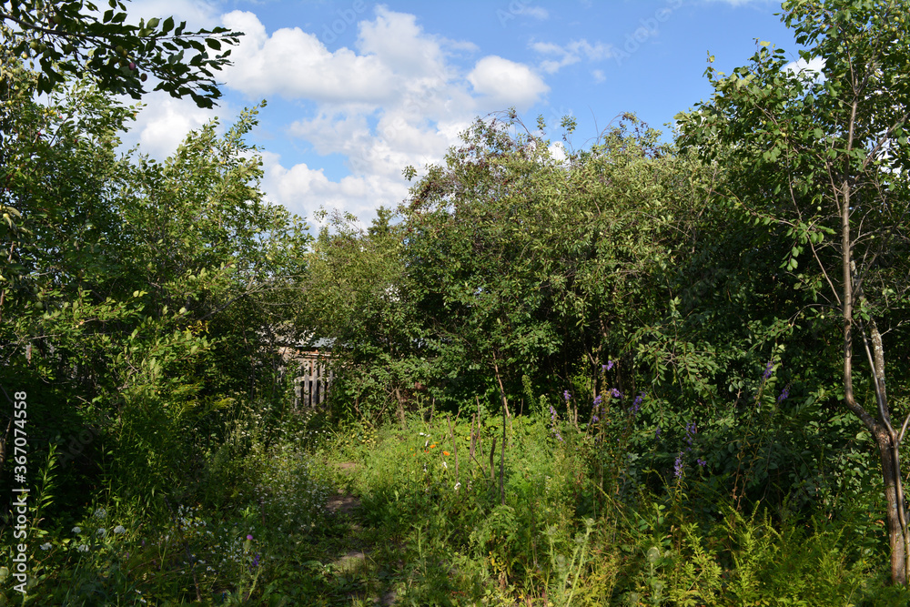 Rural garden in summer. Countryside view. Landscape with fruit trees and herbs. Rural garden in summer. Countryside view. Landscape with fruit trees and herbs.