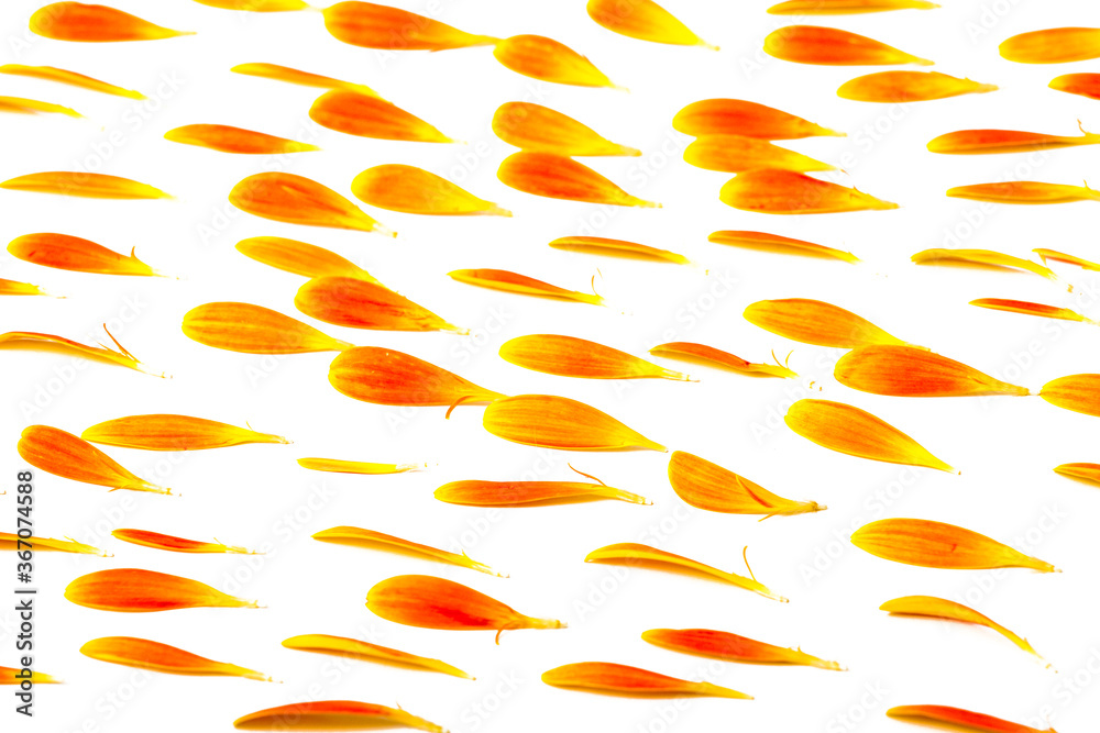 A close-up of a minimalist fresh African chrysanthemum flower arrangement A close-up of a minimalist fresh African chrysanthemum flower arrangement
