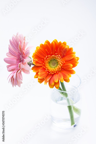 A close-up of a minimalist fresh African chrysanthemum flower arrangement