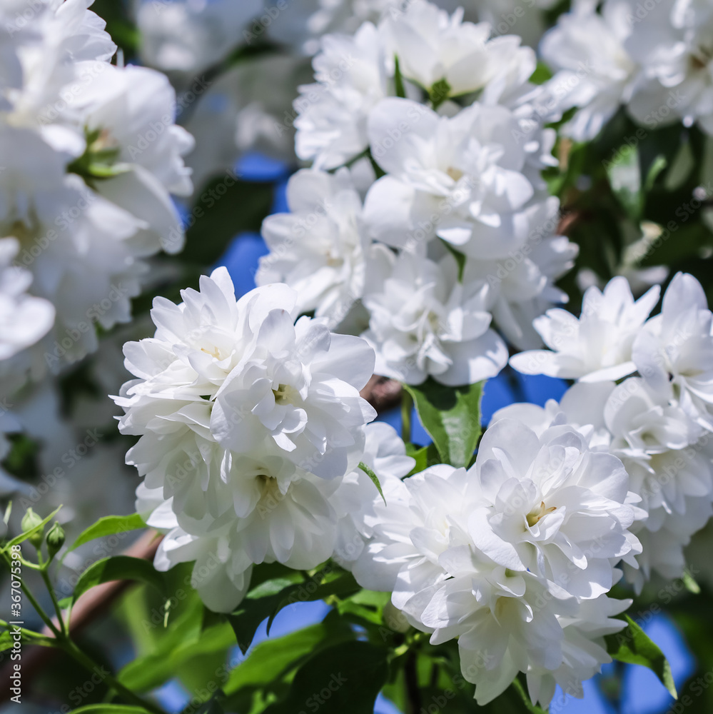 White terry jasmine flowers in the garden against blue sky White terry jasmine flowers in the garden against blue sky