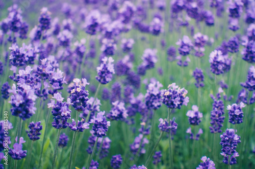 Beautiful purple lavender landscape