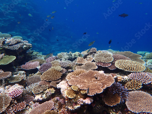 サンゴ礁と熱帯魚