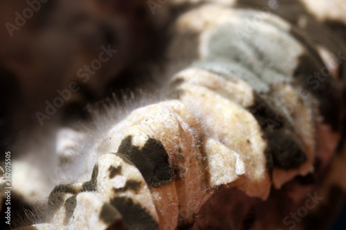 Moldy  hairy food photo