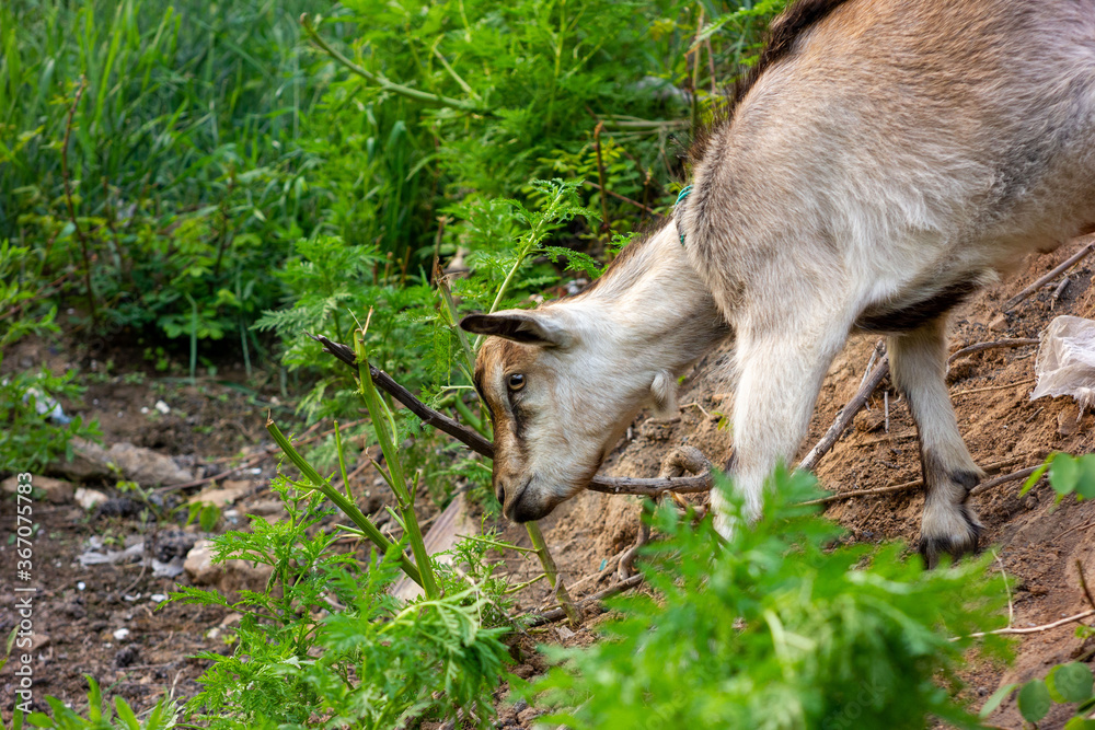 Obraz premium portrait of a goat