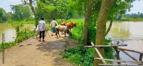 horses in the field