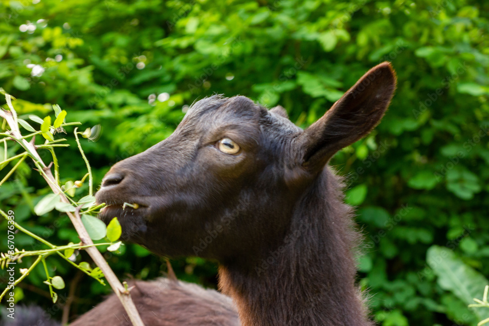Fototapeta premium portrait of a goat