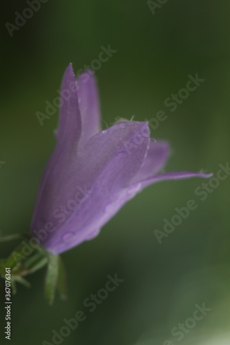 small purple flower