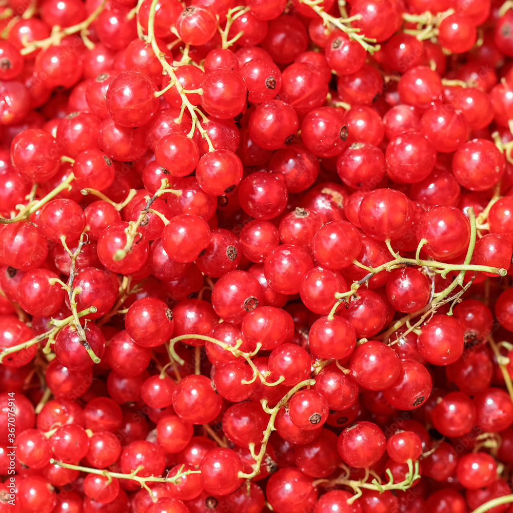 Harvesting red currants in the garden. Harvest concept Harvesting red currants in the garden. Harvest concept