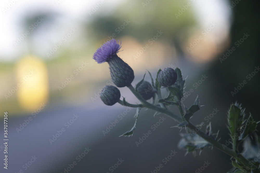 purple thisle flower and the sidewalk