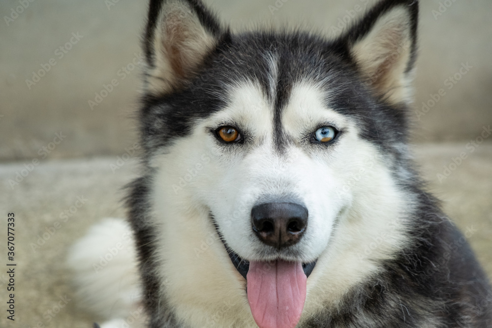 Very Beautifu Husky Siberian With one blue eye and one brown eye