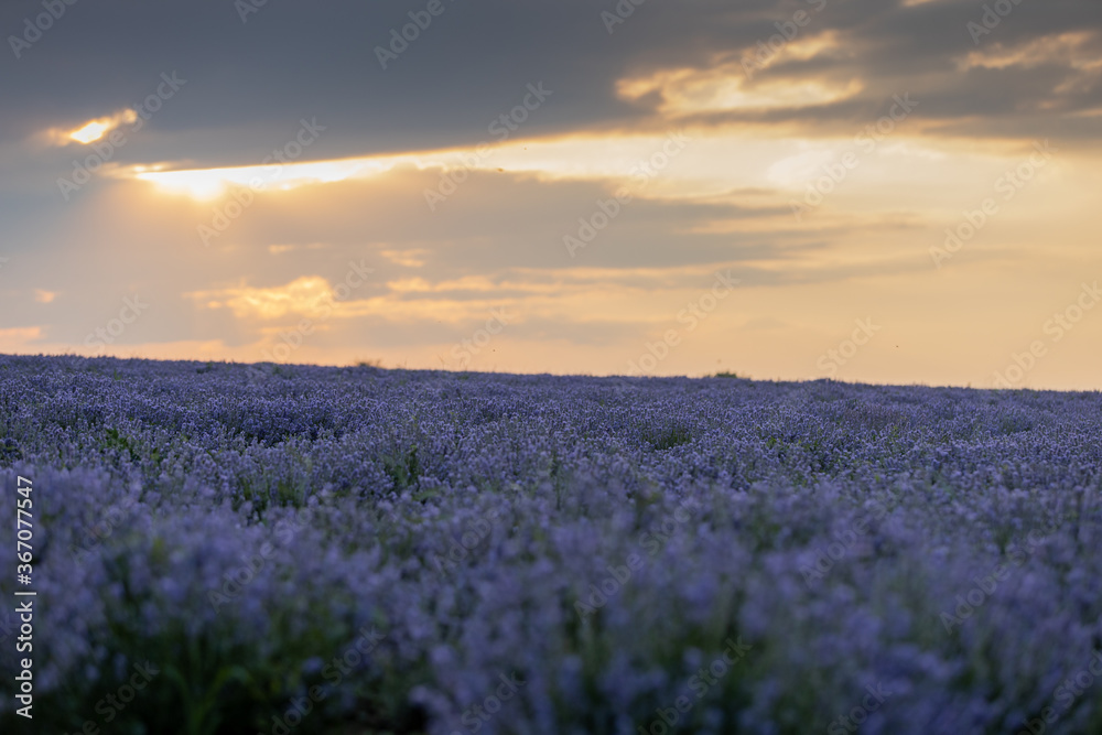 Fototapeta premium Panoramic view of stunning blooming flowering beautiful landscape of violet lavender field with summer sunset and pink orange sky, Bulgaria. Nature composition. Essential oils and agriculture concept.