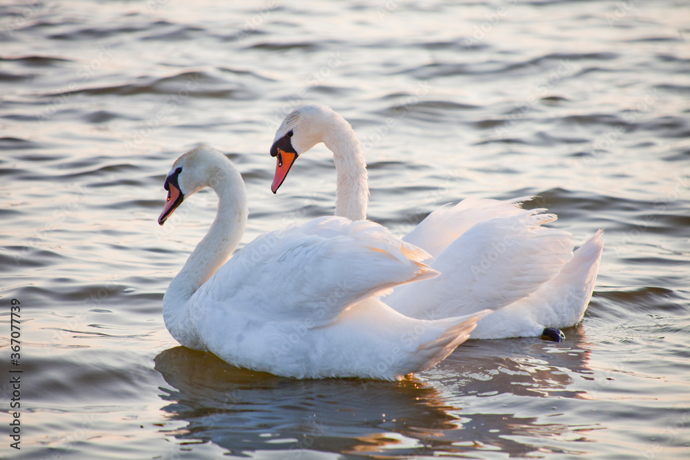 Fototapeta premium White Swan birds couple on the water