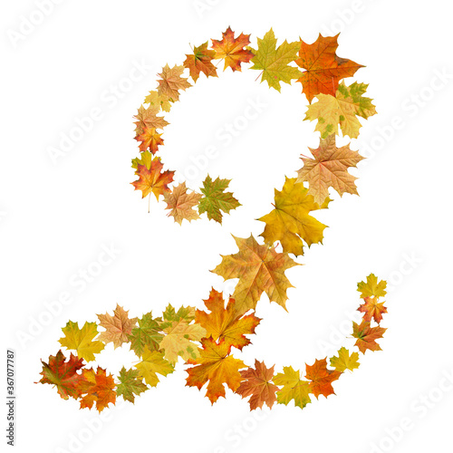 number of  autumn maple leaves
