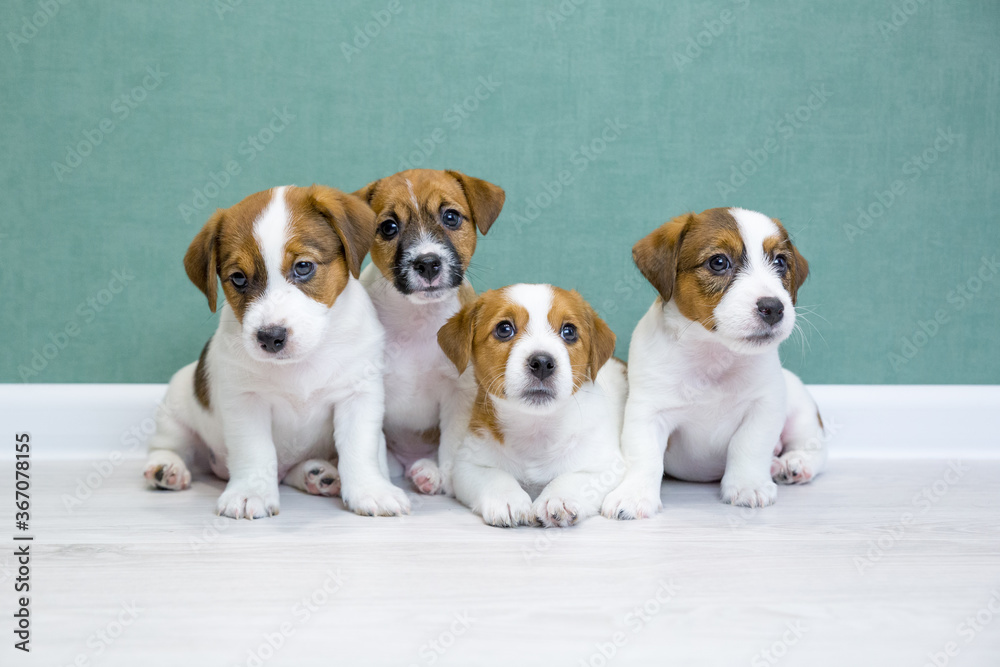 Four Jack Russell Terrier puppies sit side by side on a light floor against a green wall and look into the camera. A group of cute puppies. Day dog, day pets. Breeding dogs, breed.