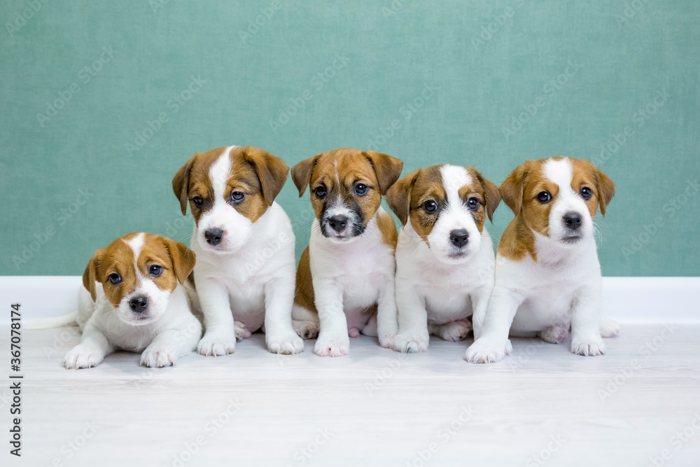 Five Jack Russell Terrier puppies sit side by side on a light floor against a green wall and look into the camera. A group of cute puppies. Day dog, day pets. Breeding dogs, breed.