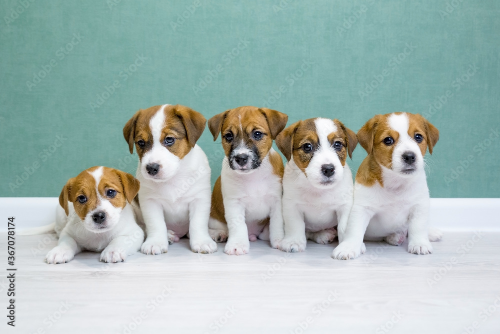 Five Jack Russell Terrier puppies sit side by side on a light floor against a green wall and look into the camera. A group of cute puppies. Day dog, day pets. Breeding dogs, breed. Five Jack Russell Terrier puppies sit side by side on a light floor against a green wall and look into the camera. A group of cute puppies. Day dog, day pets. Breeding dogs, breed.