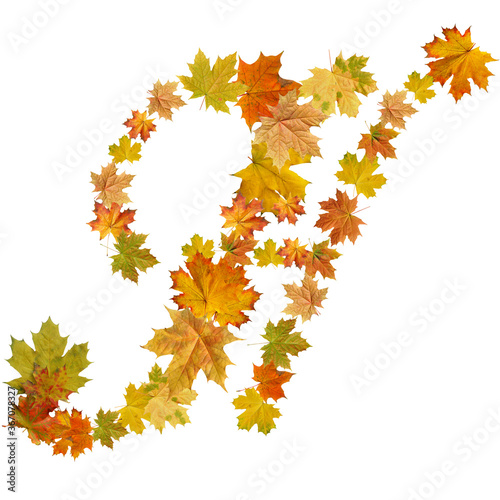 letter of  autumn maple leaves