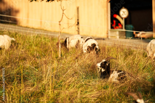 Canvas Print Goats in a meadow in Oslo, Norway