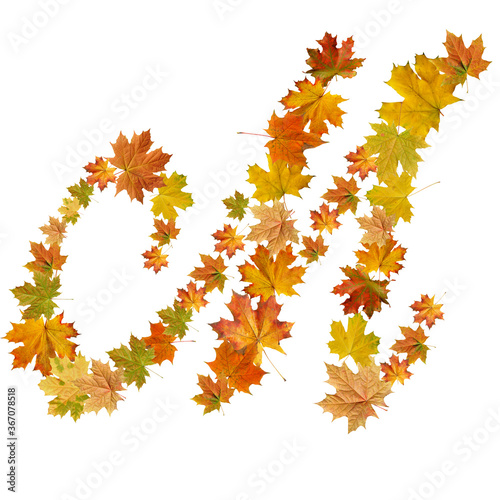 letter of  autumn maple leaves