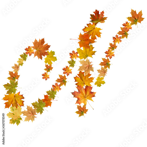 letter of  autumn maple leaves