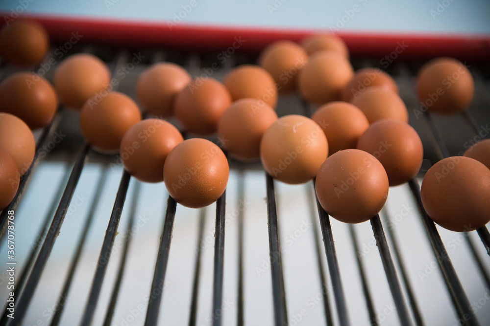 Poultry farm. Modern farming. Fresh brown eggs on a transportation line Poultry farm. Modern farming. Fresh brown eggs on a transportation line