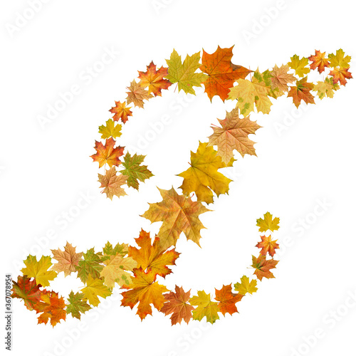 letter of  autumn maple leaves