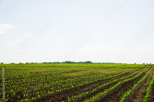 Rows of young  freshly germinated corn plants