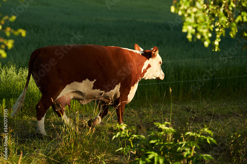 Photography Cows in a field i Oslo, Norway