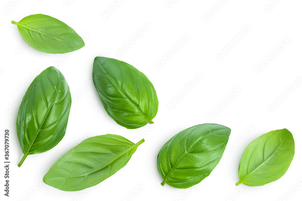Fresh basil leaf isolated on white background with clipping path and full depth of field. Top view with copy space for your text. Flat lay Fresh basil leaf isolated on white background with clipping path and full depth of field. Top view with copy space for your text. Flat lay