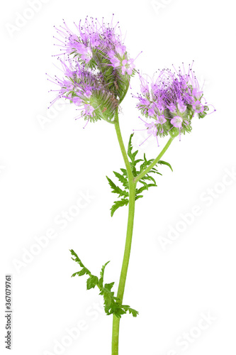 Phacelia flower isolated on white background with full depth of field