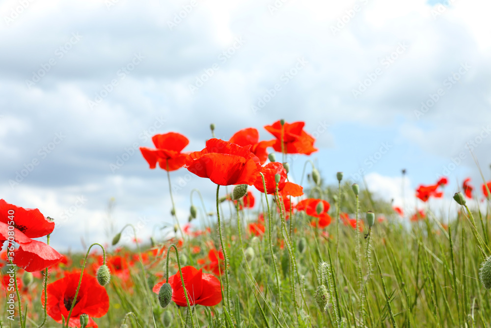 Naklejka premium Beautiful red poppy flowers growing in field