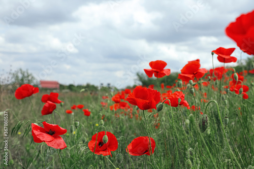 Fototapeta Naklejka Na Ścianę i Meble -  Beautiful red poppy flowers growing in field