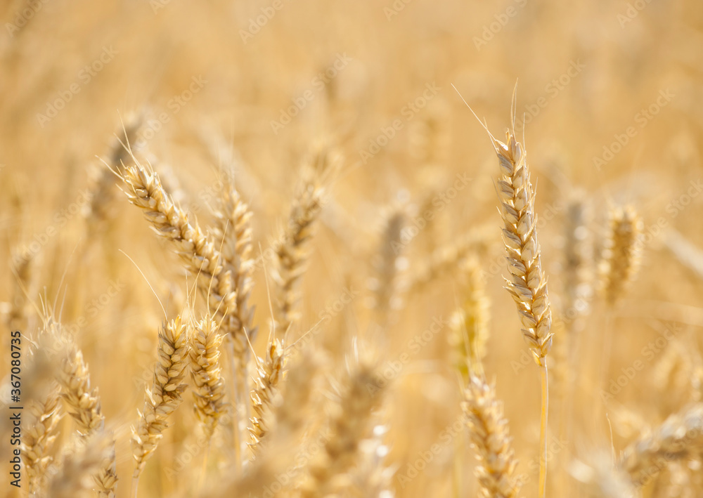 golden spikelets of ripe wheat in the field close-up
golden spikelets of ripe wheat in the field close-up