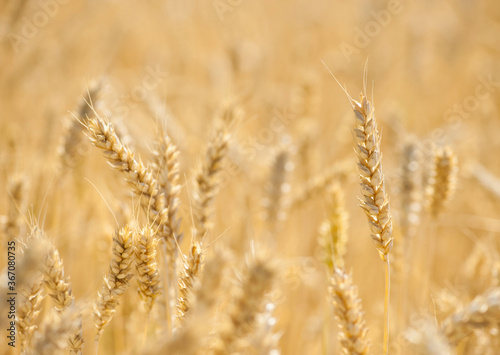  golden spikelets of ripe wheat in the field close-up