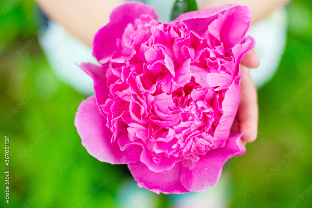 Girl holds in her hand a bud of large pink peony Girl holds in her hand a bud of large pink peony