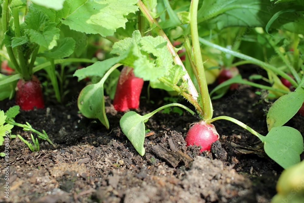 beautiful photo of a radish growing out of the ground beautiful photo of a radish growing out of the ground