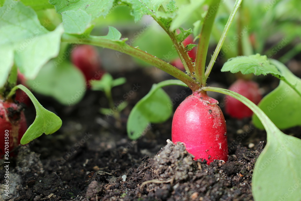 beautiful photo of a radish growing out of the ground beautiful photo of a radish growing out of the ground