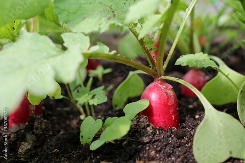 beautiful photo of a radish growing out of the ground