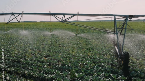 Irrigation of agricultural field. Water sprinkler system working on vegetable plantation. Large agriuclture field and mechanical irrigation system. Smart agriculture eco farming concept artificial int photo