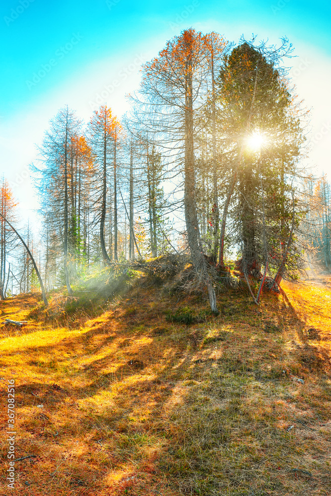 Fototapeta premium Autumn sunny landscape with pinetrees and larches in mountains