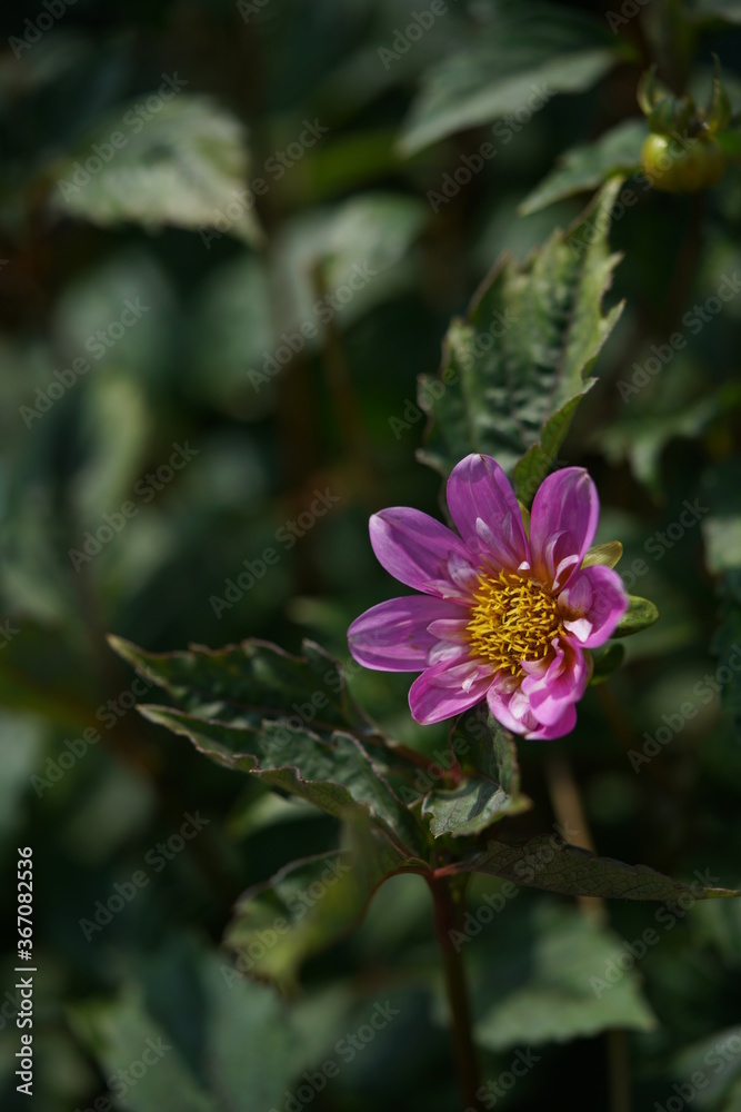 Light Purple Flower of Dahlia in Full Bloom
Light Purple Flower of Dahlia in Full Bloom