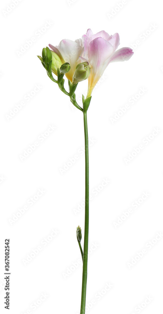 Beautiful tender freesia flower isolated on white Beautiful tender freesia flower isolated on white