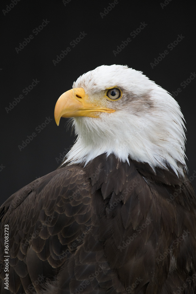 Bald Eagle on dark Background looking left Bald Eagle on dark Background looking left