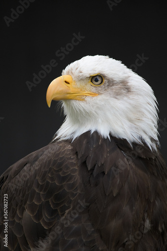 Bald Eagle on dark Background looking left