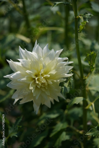 Light Cream Flower of Dahlia in Full Bloom 