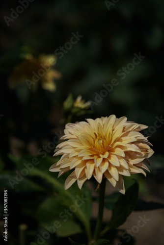 Cream Flower of Dahlia in Full Bloom 