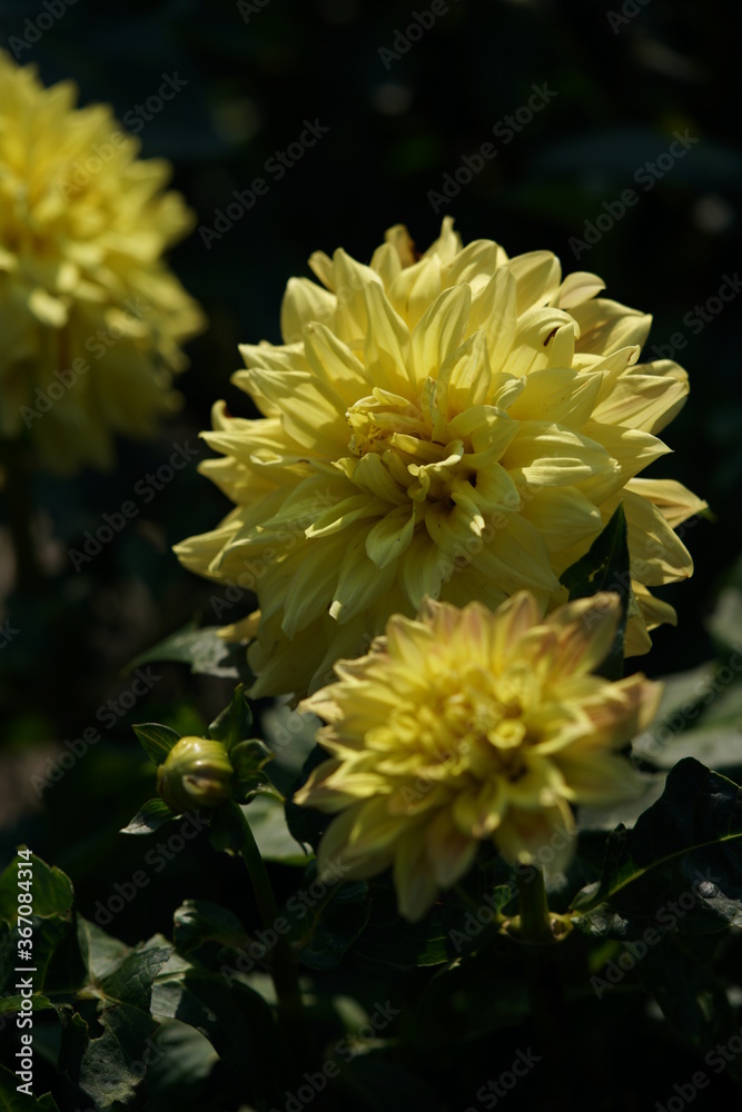 Yellow Flower of Dahlia in Full Bloom
Yellow Flower of Dahlia in Full Bloom